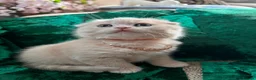 Scottish Fold cats for sale: 😻SCOTTISH FOLD 😻 CREAM & RED COLOUR 😻 - Advert 6