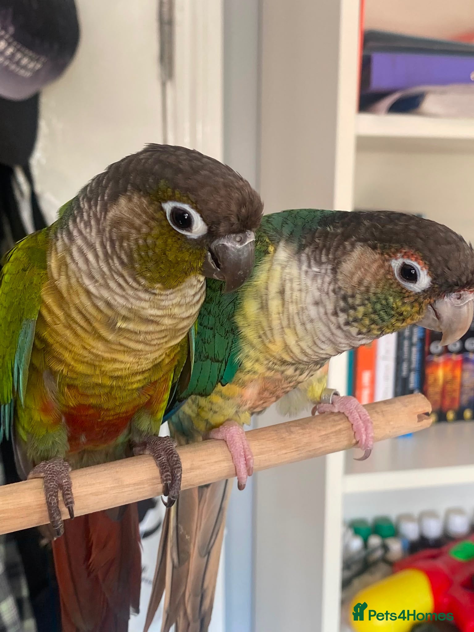 Conures birds Conure Tamed  - Advert 1