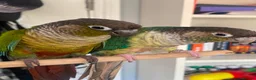 Conures birds for sale: Conure Tamed  - Advert 1