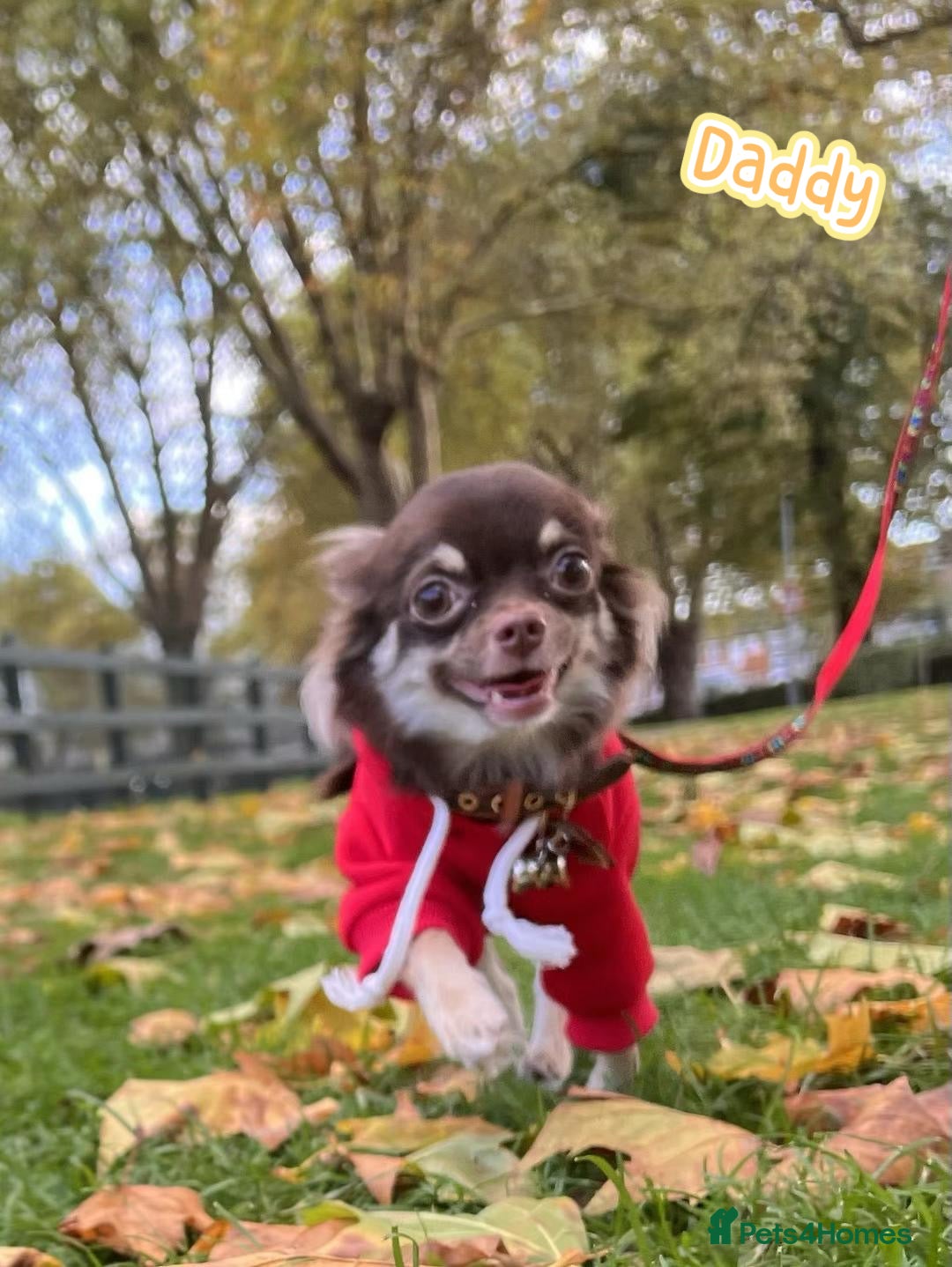 Chihuahua dogs for sale: 🔥 Adorable long-haired Chihuahua puppies for sale - Image 31