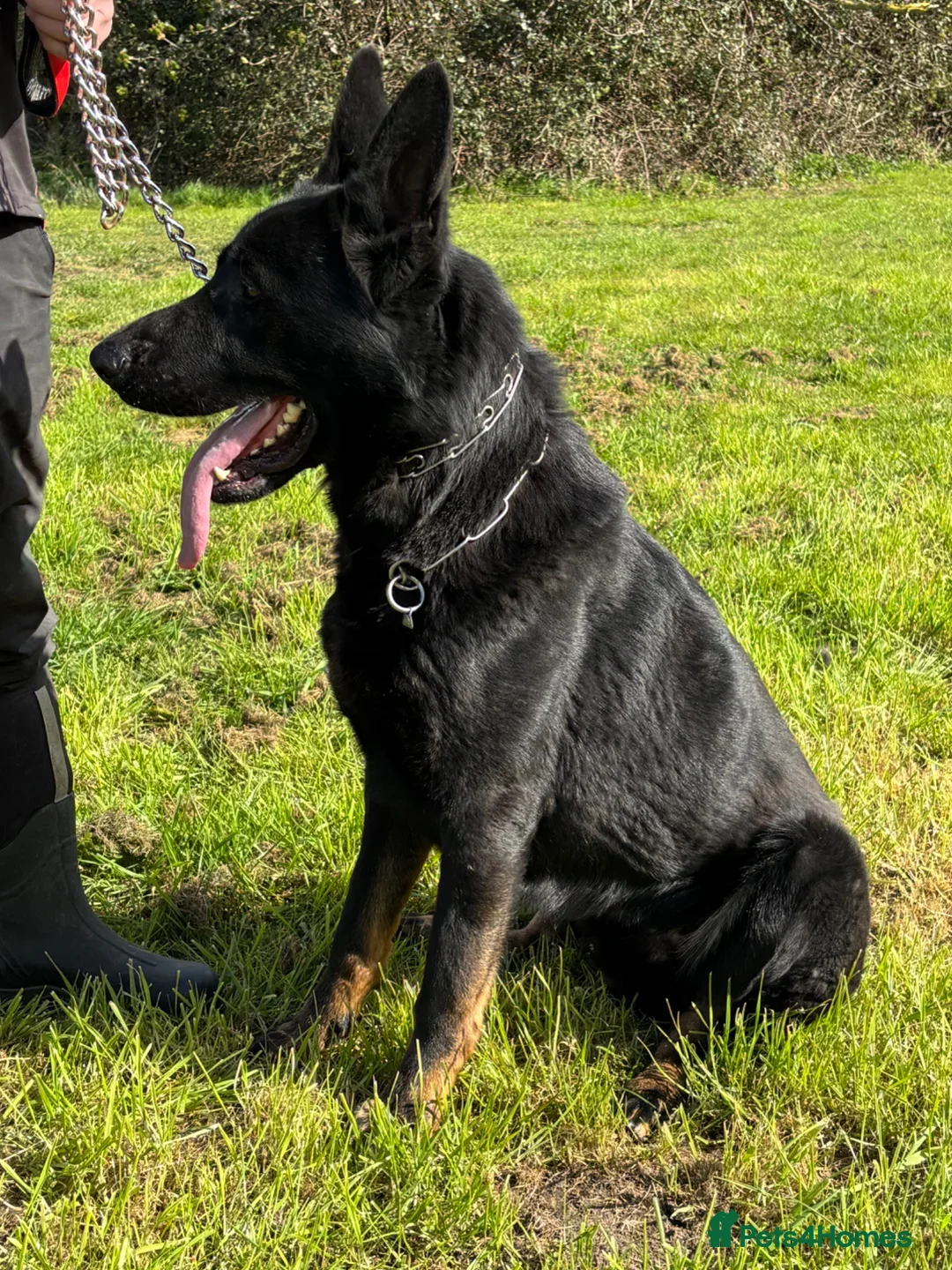 German Shepherd dogs for sale: Quality young male German Shepherd - Advert 2