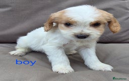 Cavapoo dogs for sale: Beautiful f1b cavapoo puppies  - Image 2