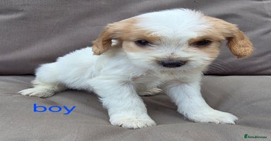 Cavapoo dogs - Advert 4