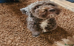 Cockapoo dogs for sale: F2 cockapoos   - Image 9