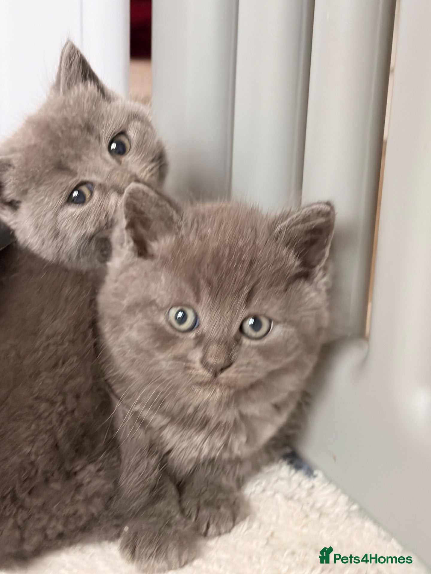 British Shorthair cats for sale: 3 left from 11. British shorthair kittens. - Advert 22