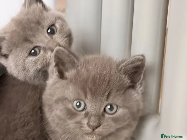 British Shorthair cats for sale: 3 left from 11. British shorthair kittens. - Advert 22