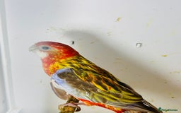 Parakeets birds for sale: Stunning Rubino/pastel rosellas for sale   - Image 10