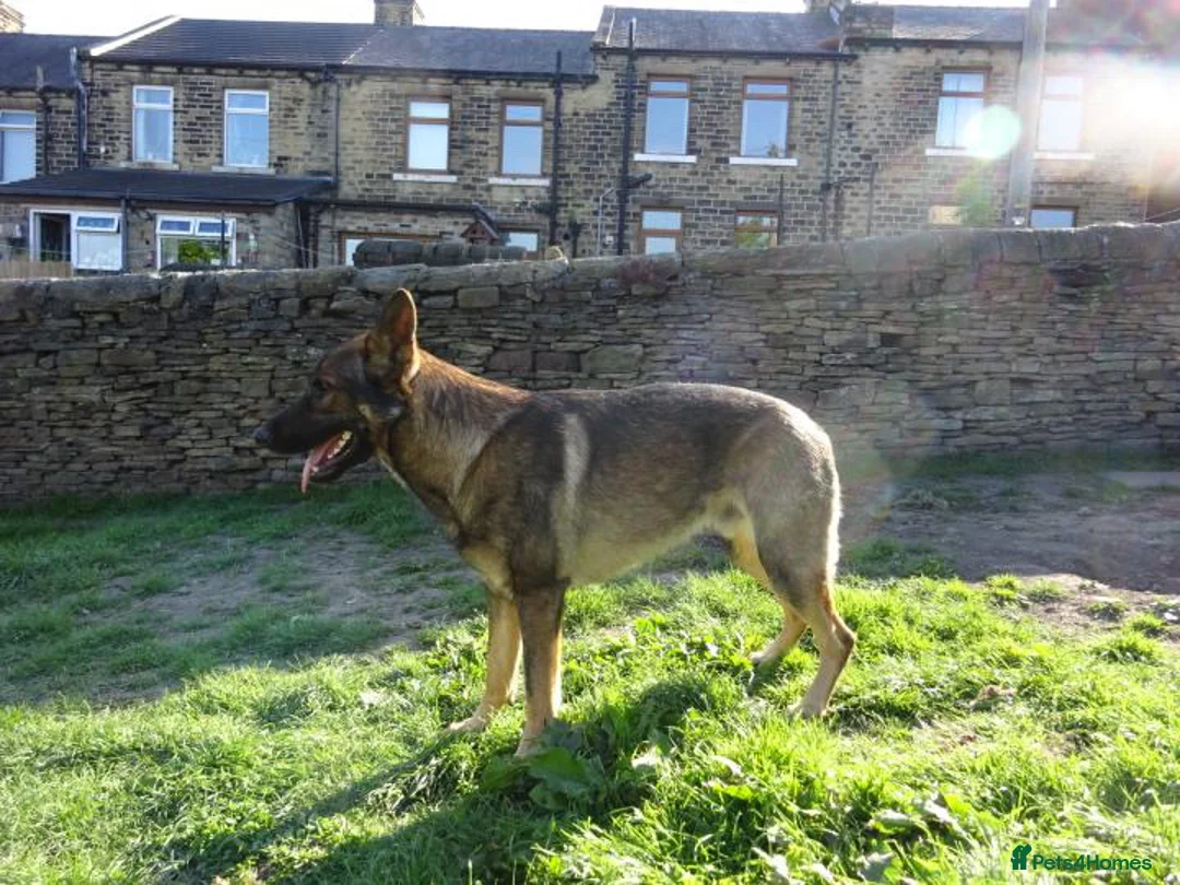 German Shepherd dogs for sale: German shepherd Czech line pups kc registered  - Advert 10