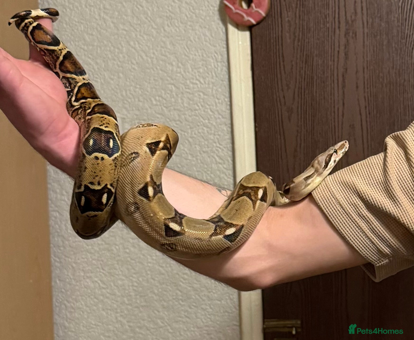 Boa Snake reptiles Female bci Boa and Viv - Advert 4