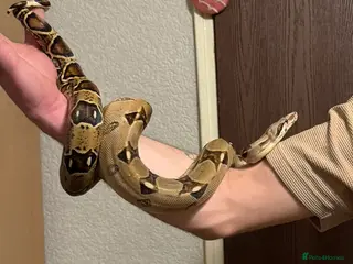 Boa Snake reptiles Female bci Boa and Viv - Advert 3