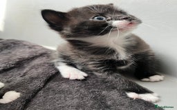 British Shorthair cats for sale: British blue x - Image 6