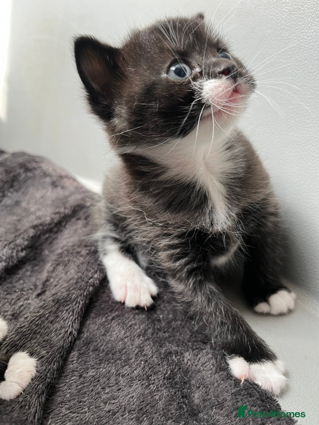 British Shorthair cats for sale: British blue x - Image 6