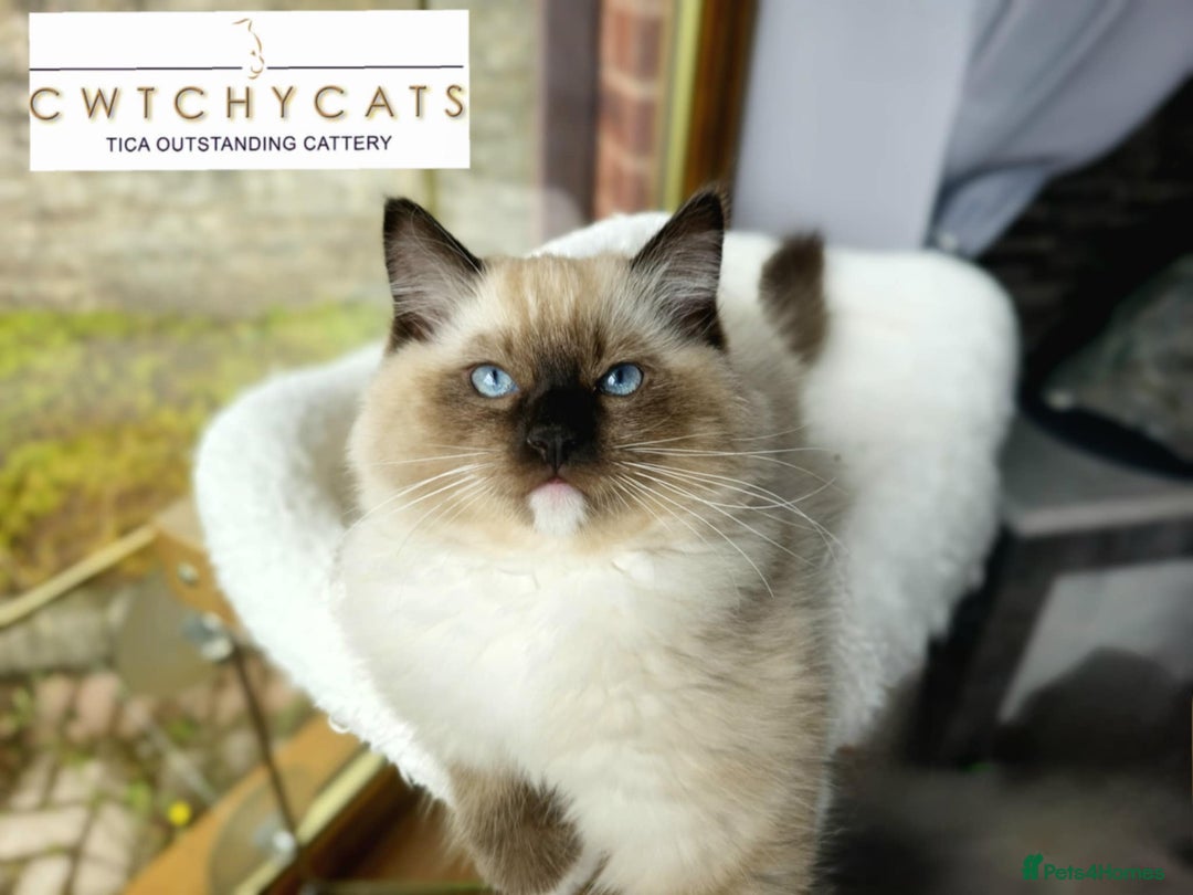 Ragdoll cats for sale: Top Quality, Tica Reg Kittens from Euro / US Lines - Image 10