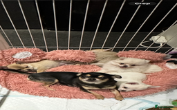 Pomchi dogs for sale: Tiny Pomchi - Image 1