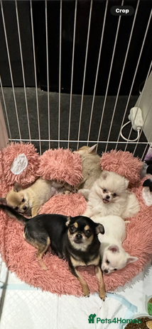 Pomchi dogs - Advert 3