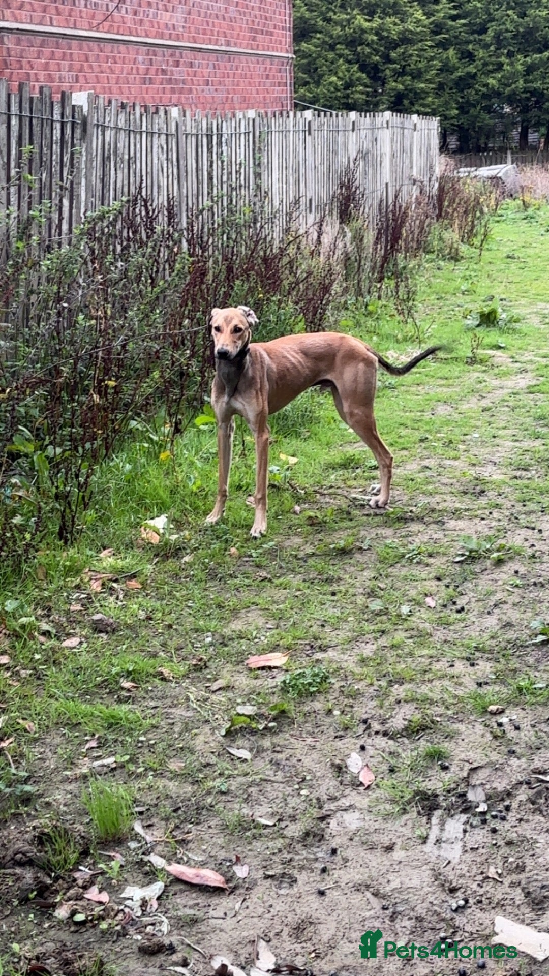 Lurcher dogs Saluki bull greyhound  - Advert 9