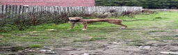 Lurcher dogs for sale: Saluki bull greyhound  - Advert 1