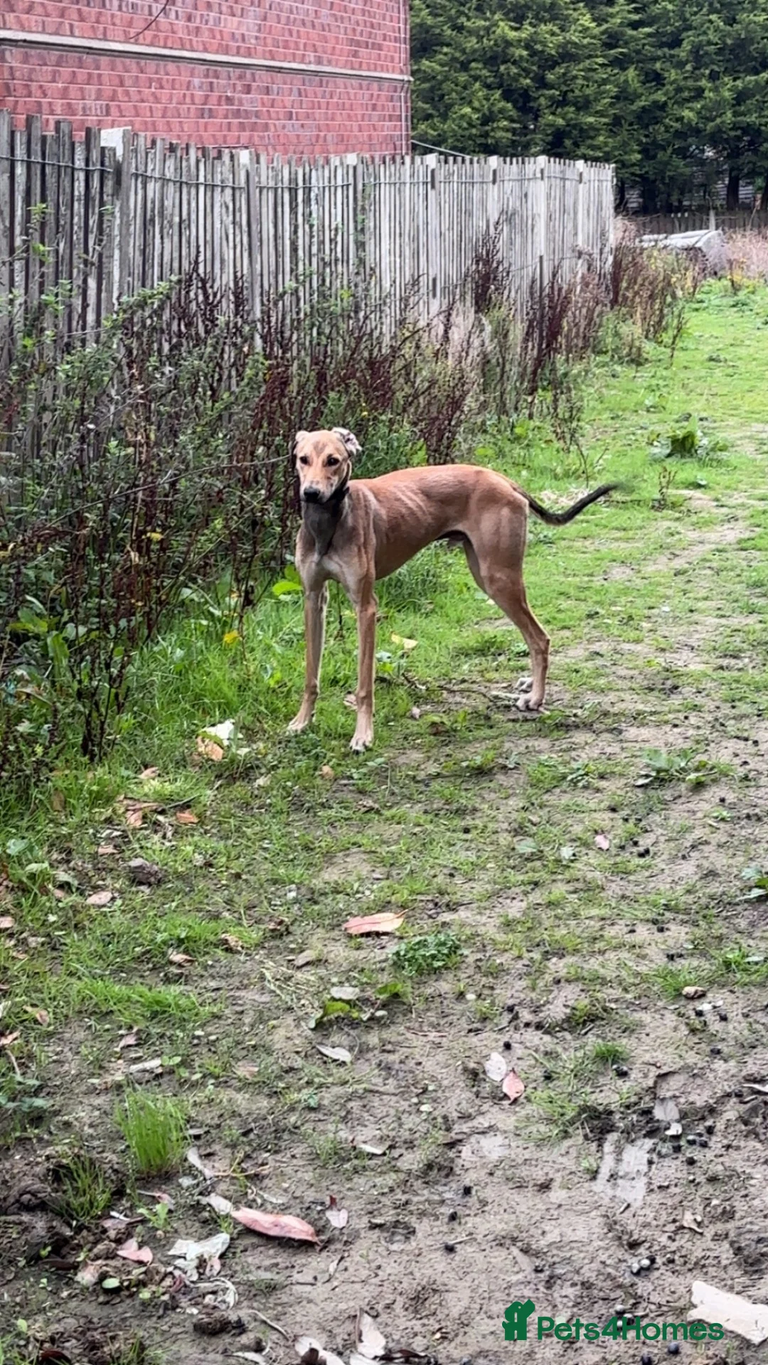 Lurcher dogs for sale: Saluki bull greyhound  - Advert 1