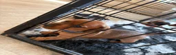 Miniature Dachshund dogs for sale: Miniature daschunds  - Advert 23