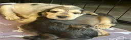 Cocker Spaniel dogs for sale: Stunning KC Show Cocker Spaniel Sable Puppies.  - Advert 36