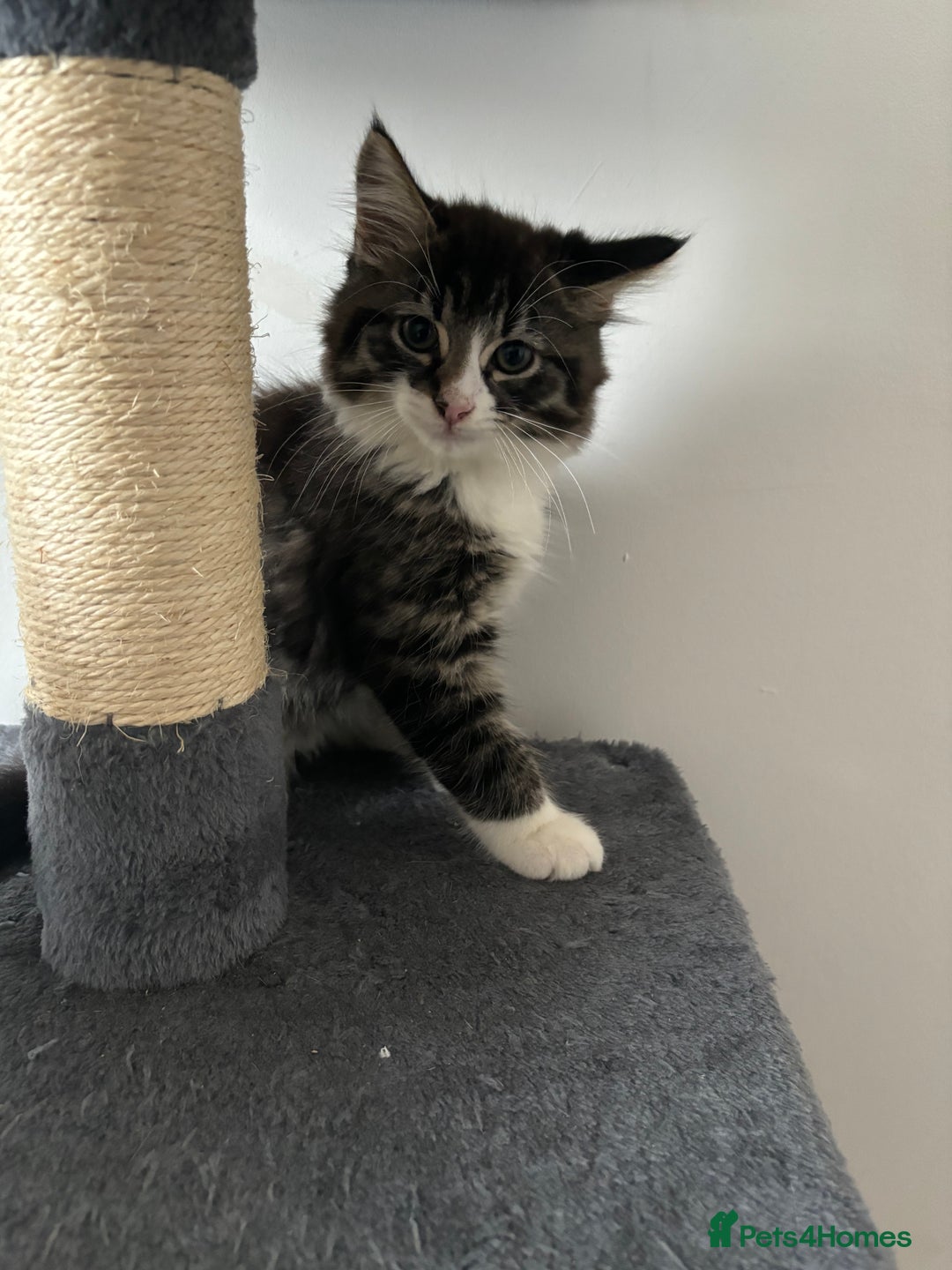 American Shorthair cats for sale: Ready to leave 2 boy kittens left  in Ilford - Image 4