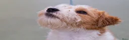 Jack Russell dogs for stud: Jack Russell Terrier Stud  in Leicester - Advert 1