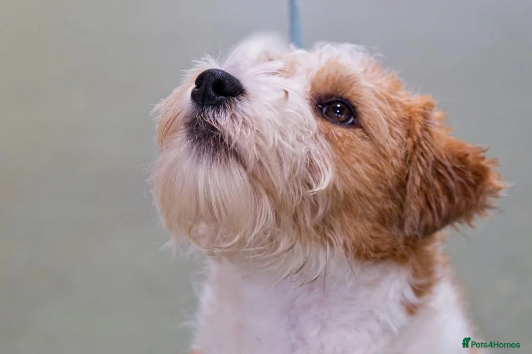 Jack Russell dogs for stud: Jack Russell Terrier Stud  in Leicester - Advert 1