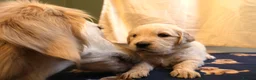 Golden Retriever dogs for sale: Beautiful Golden Retriever Puppies - Advert 24