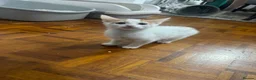Mixed Breed cats for sale: Lovely male kittens - Advert 3