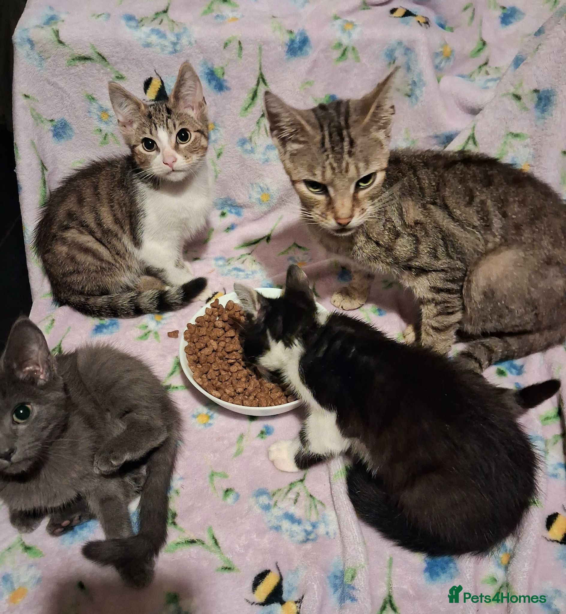 Mixed Breed cats Beautiful Kittens for sale - Advert 1