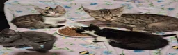 Mixed Breed cats for sale: Beautiful Kittens for sale in Mansfield - Advert 1