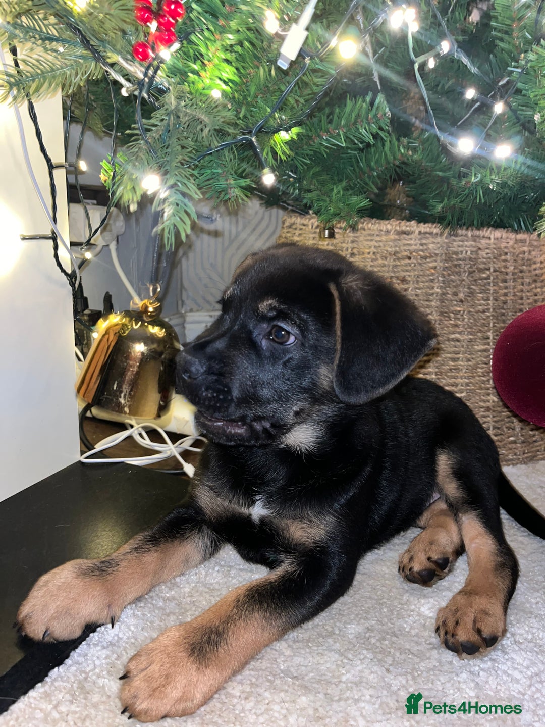German Shepherd dogs for sale: 2 german shepherd puppies  - Advert 3