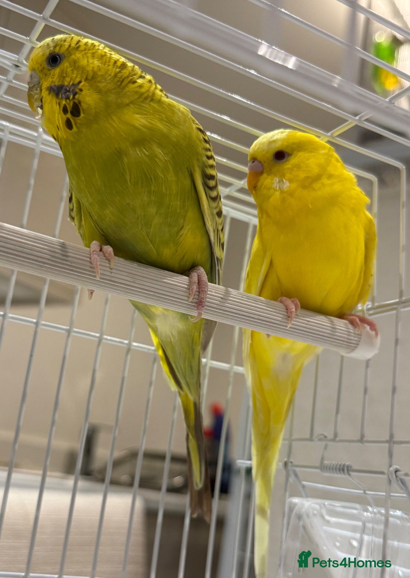 Budgerigars birds Beautiful Lutino boy & a Green Pied English girl  - Advert 2
