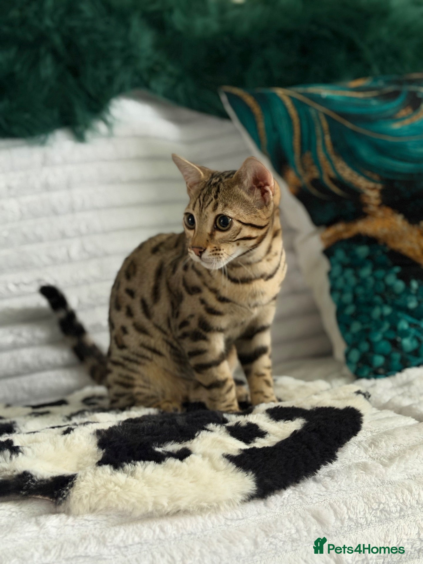 Bengal cats Stunning beautiful bengal kittens  - Advert 2