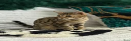 Bengal cats for sale: Stunning beautiful bengal kittens  - Advert 2