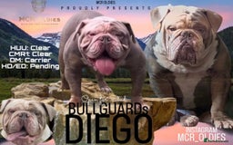 Olde English Bulldogge dogs for stud: Hip and Elbow Scored Bullguards Diego @ MCR Oldies in Bury - Image 1