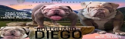 Olde English Bulldogge dogs for stud: Hip and Elbow Scored Bullguards Diego @ MCR Oldies in Bury - Advert 1