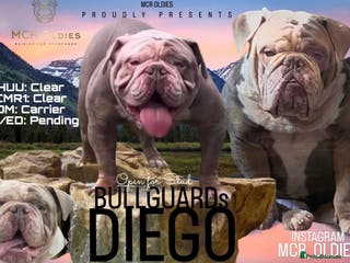 Olde English Bulldogge dogs Hip and Elbow Scored Bullguards Diego @ MCR Oldies in Bury - Advert 2
