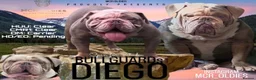 Olde English Bulldogge dogs for stud: Hip and Elbow Scored Bullguards Diego @ MCR Oldies in Bury - Advert 1