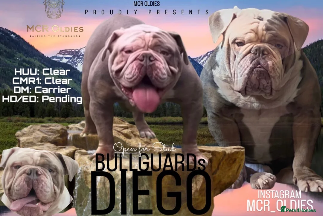 Olde English Bulldogge dogs for stud: Hip and Elbow Scored Bullguards Diego @ MCR Oldies in Bury - Advert 1