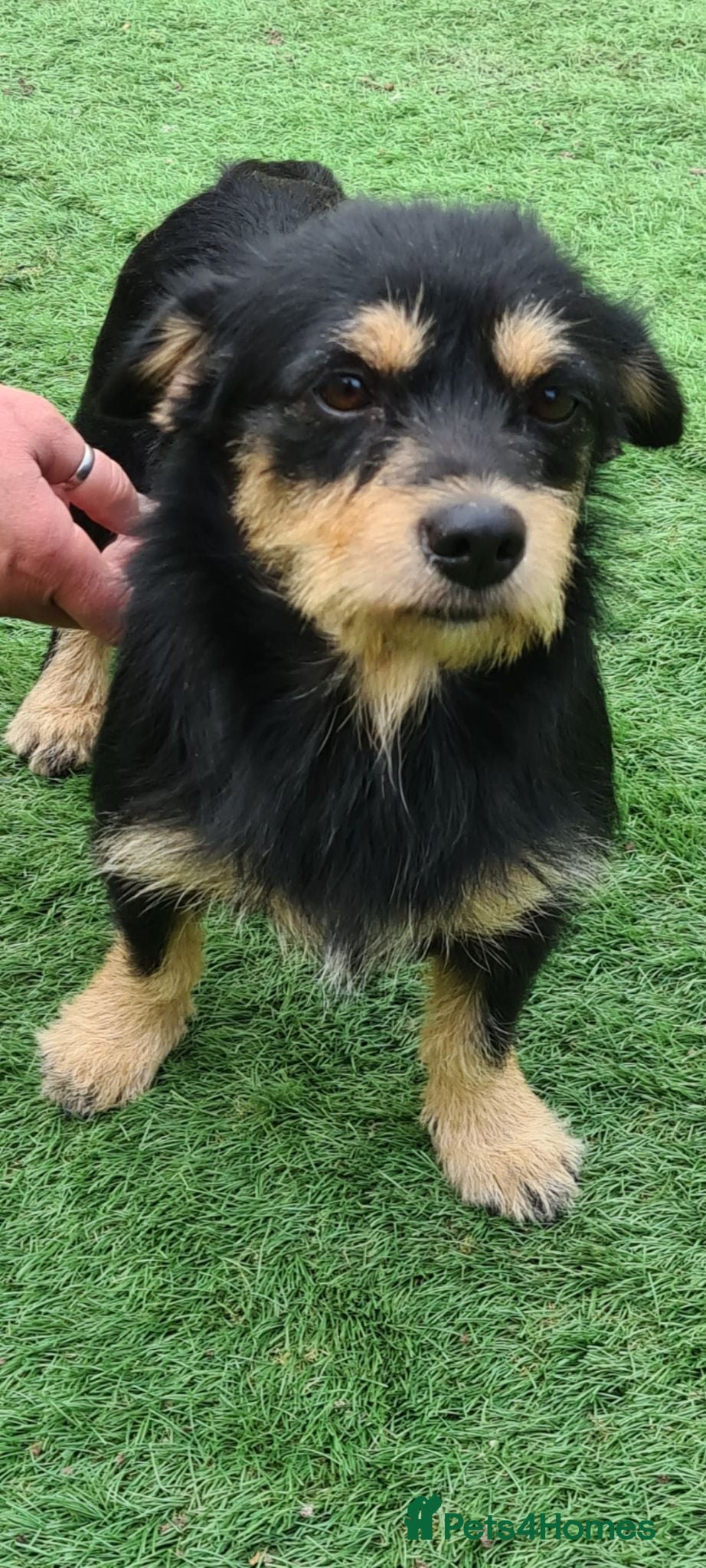 Mixed Breed dogs Moo moo 5kg female - Advert 1