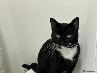 Mixed Breed cats Male cat - Advert 1