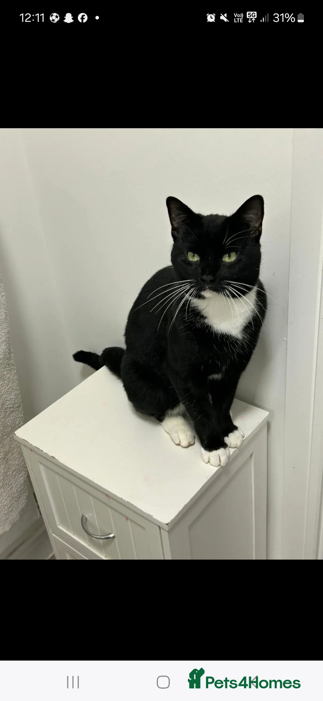 Mixed Breed cats for sale: Male cat - Advert 1