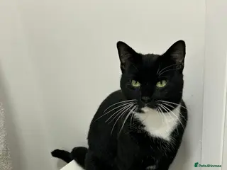 Mixed Breed cats Male cat - Advert 18