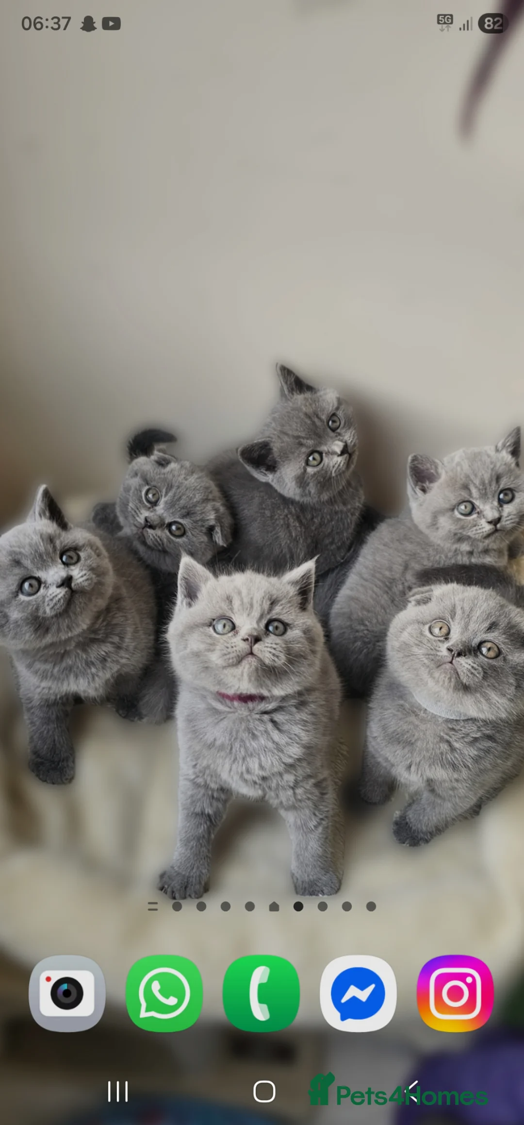 British Shorthair cats for sale: 5 cute,soft beautiful kittens  - Advert 2