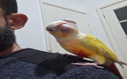 Conures birds for sale: Conure and Lovebird for Sale  - Image 1