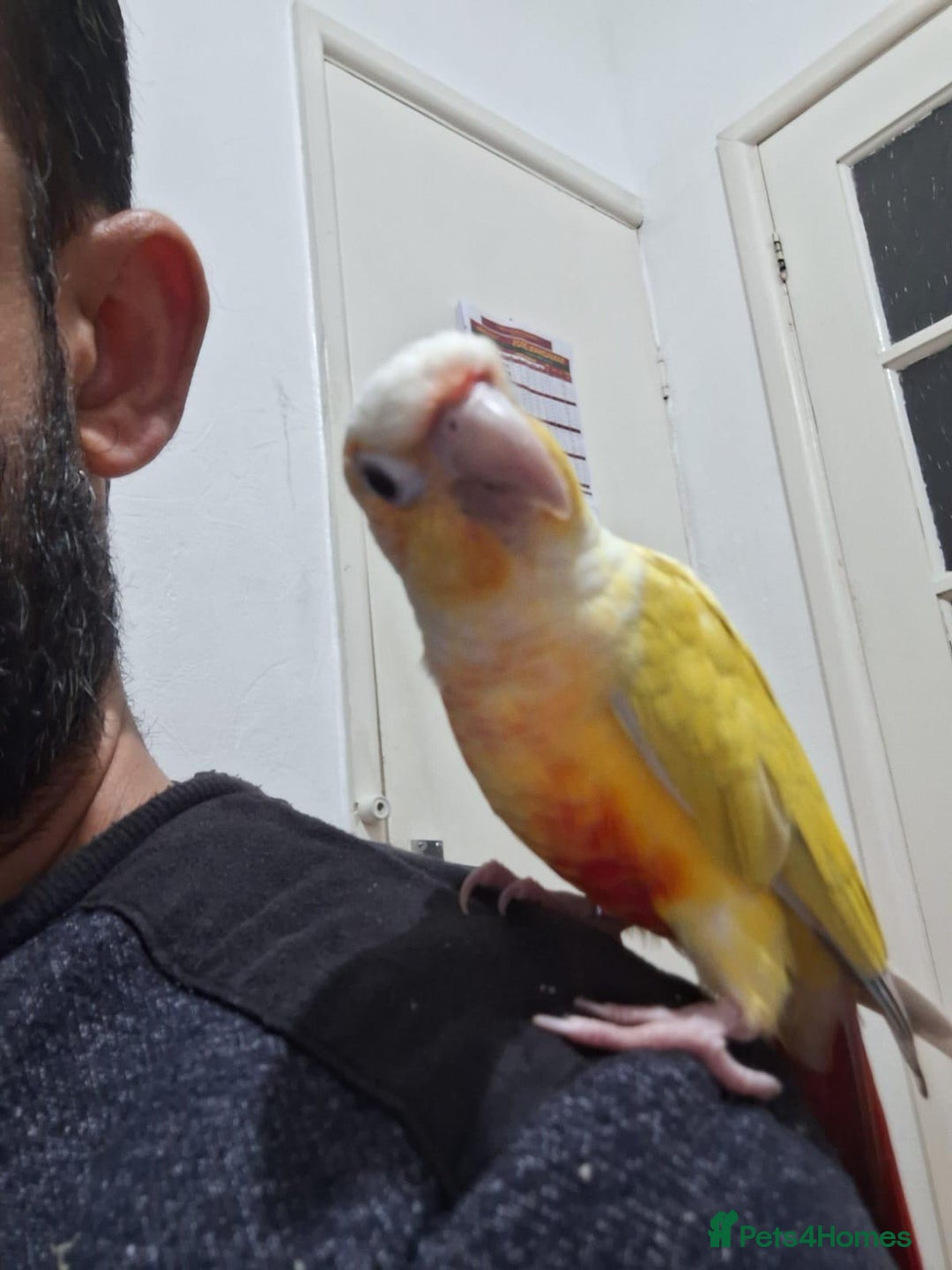 Conures birds for sale: Conure and Lovebird for Sale  - Image 1