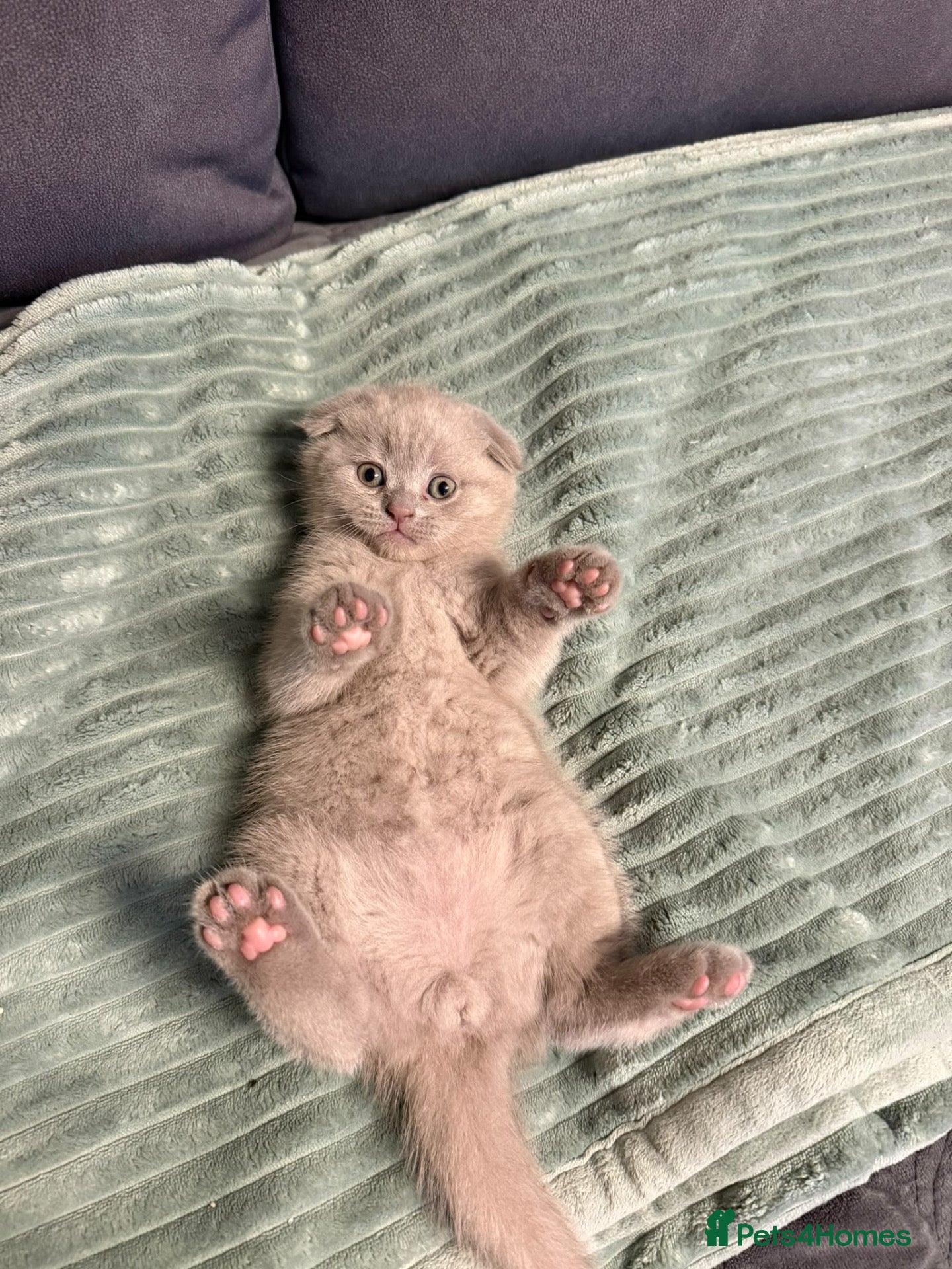 Scottish Fold cats 7 Beautifully Scottish Fold/Straight kittens - Advert 2