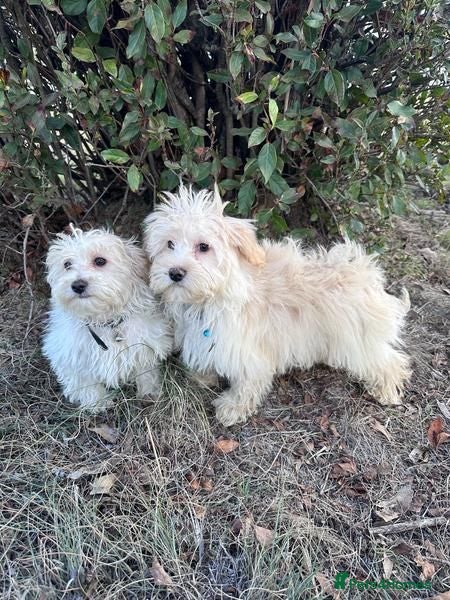 Maltipoo dogs Maltipoo Puppies for Sale  - Advert 2