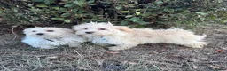 Maltipoo dogs for sale: Maltipoo Puppies for Sale  in London - Advert 1